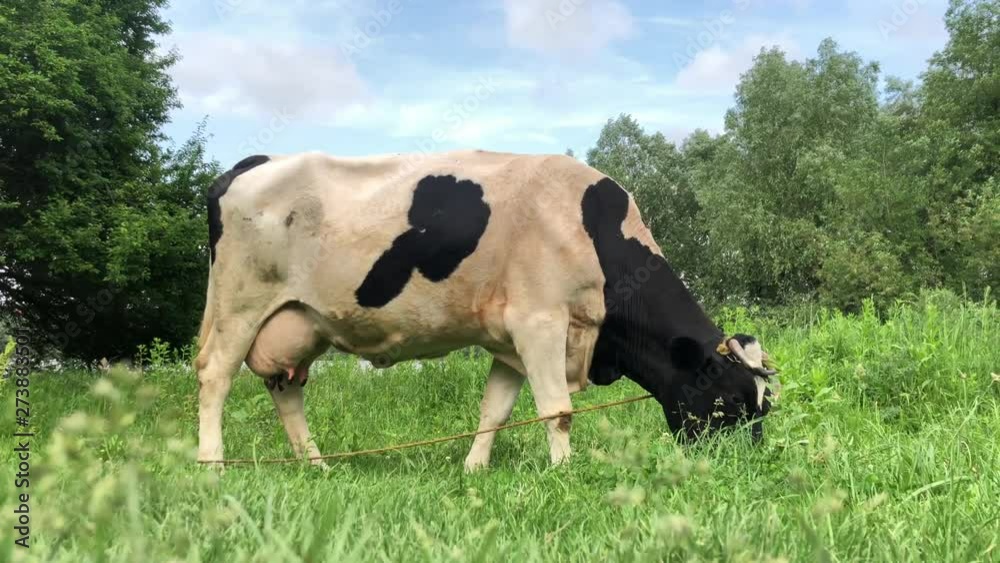 One cow eats grass on a green pasture. Black and white cow with a crooked horn in the meadow.