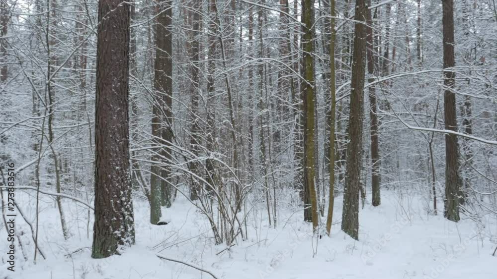Walking on a Path Inside a Forest Covered in Heavy Snow. Pov View. Walking on a Path Inside a Forest Covered in Heavy Snow. Pov View.