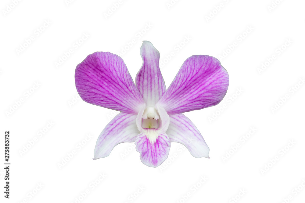 Beautiful orchid isolated on white background. Beautiful orchid isolated on white background.