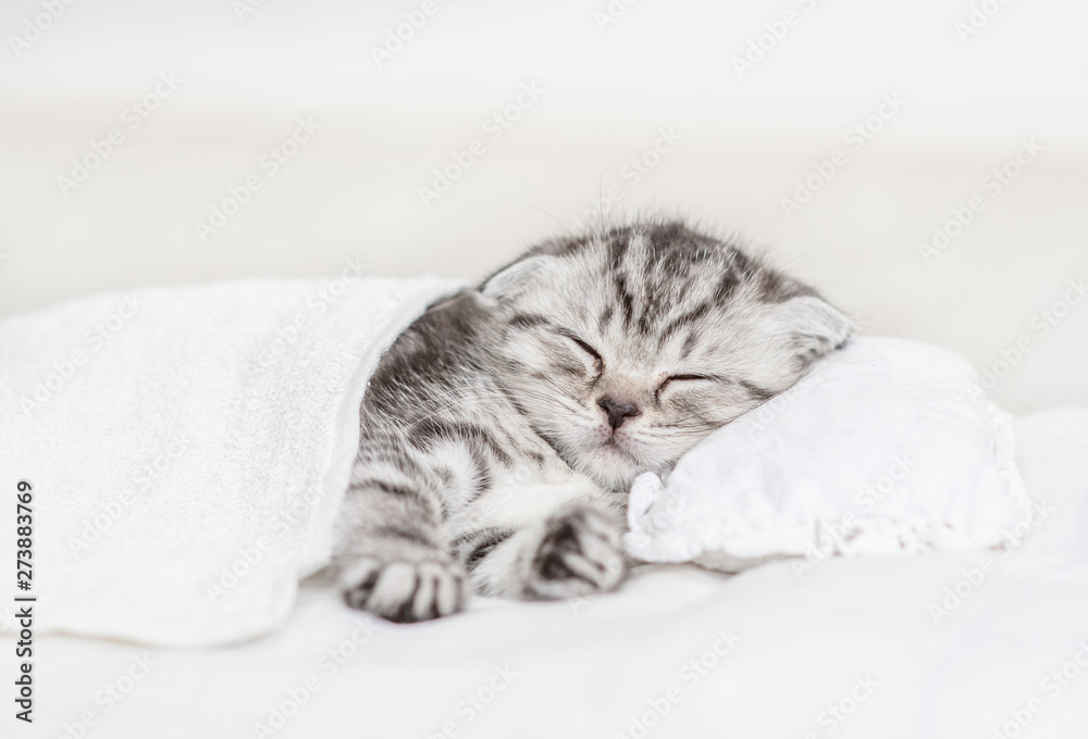 Tabby kitten sleeping on a pillow under blanket at home. Empty space for text