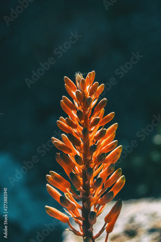 Close-up of the top of a raceme of aloe arborescens