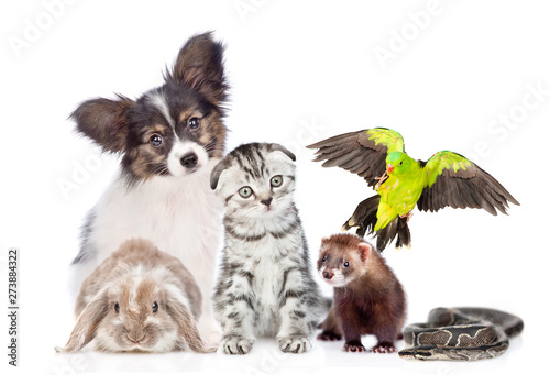 Big group of pets sitting together in front view. Isolated on white background