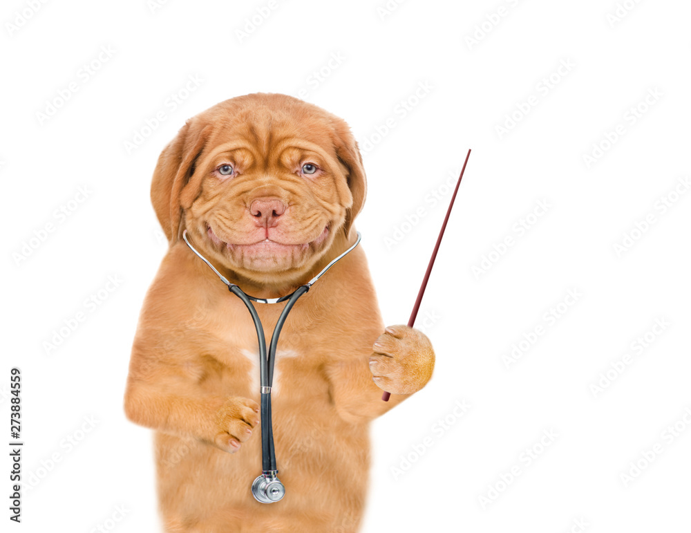Smiling puppy with a stethoscope on his neck pointing away. isolated on white background
