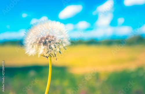 Blowing dandelion. Photo from Sotkamo  Finland.