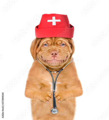 Smiling puppy dressed like a doctor with a stethoscope on his neck. isolated on white background