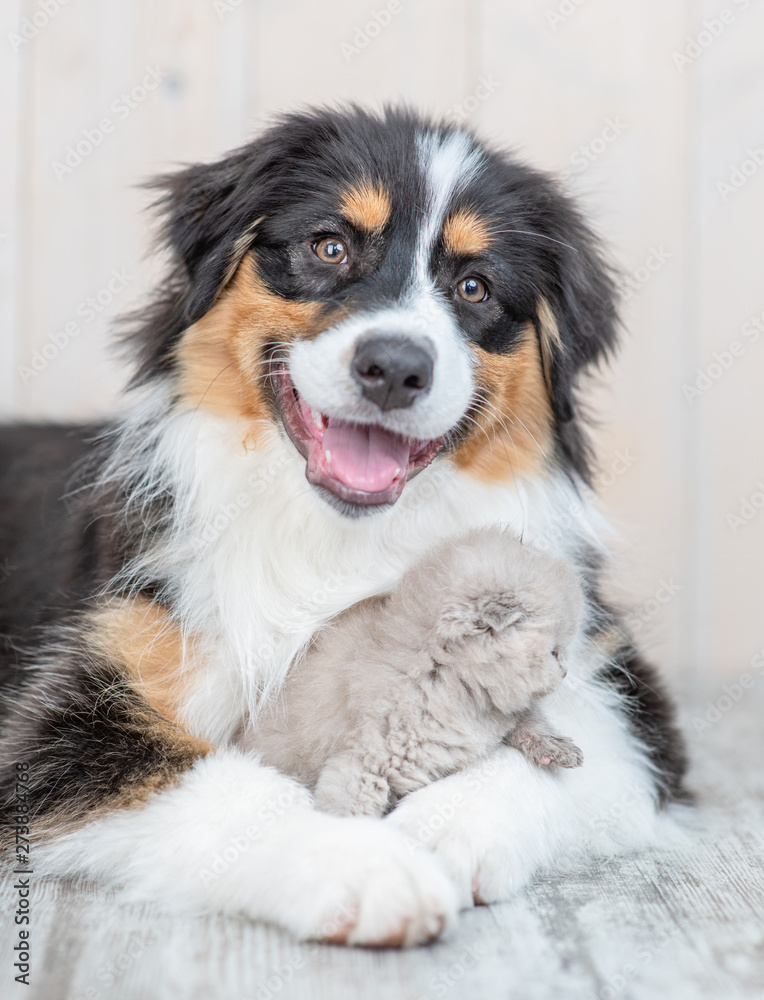 Adult australian shepherd dog hugging baby kitten at home Adult australian shepherd dog hugging baby kitten at home