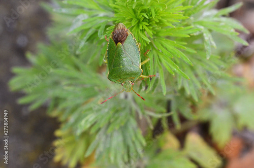 Green shield bug - Palomena prasina - on a frondy garden plant photo