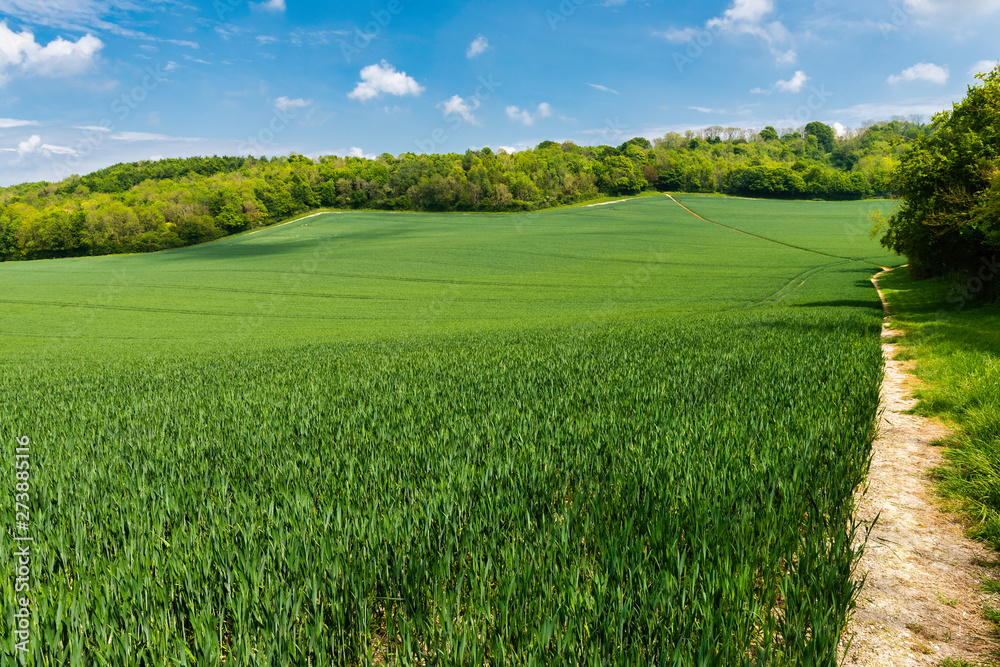 Obraz premium Footpath through a wheat field near Wye, Ashford in Kent, England
