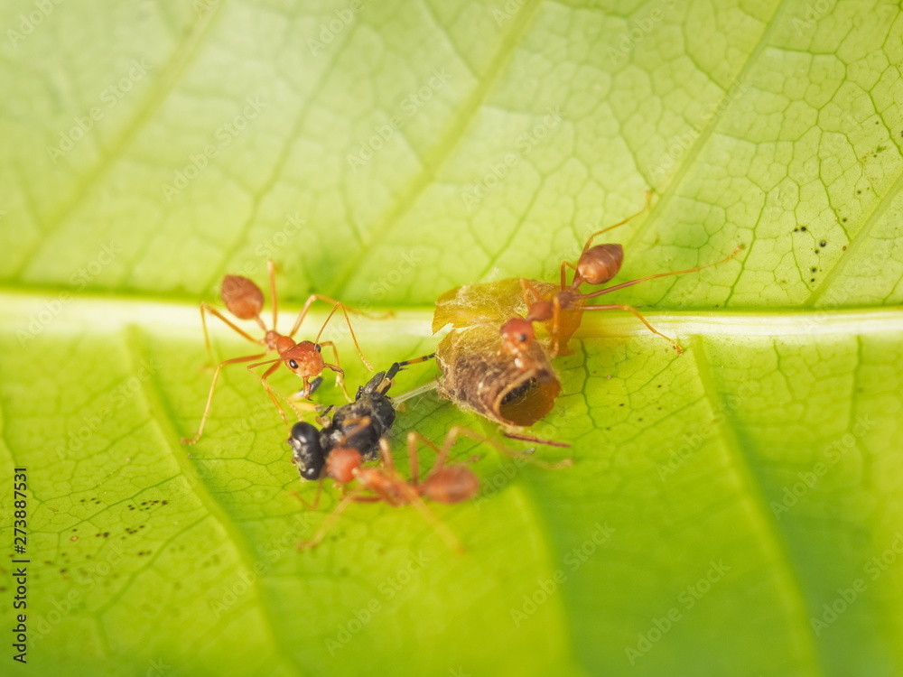 Soft focus a group of Weaver Ant or Green Tree Ants hunting the food, taking a Black Mud Dauber on green leaf to the nest.