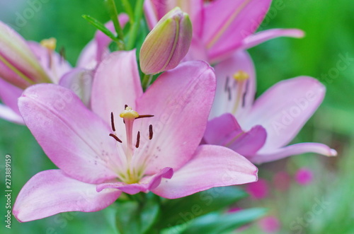 Flower and buds of an Asian pink lilium close up © Julia