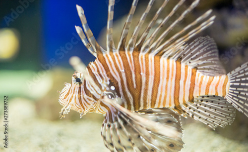 Pterois antennata, lionfish in the interior of the sea next to a coral reef, dangerous fish