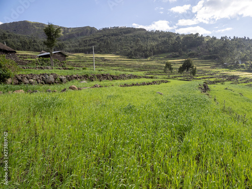 Mountain cultivated agricultural land, Ethiopia