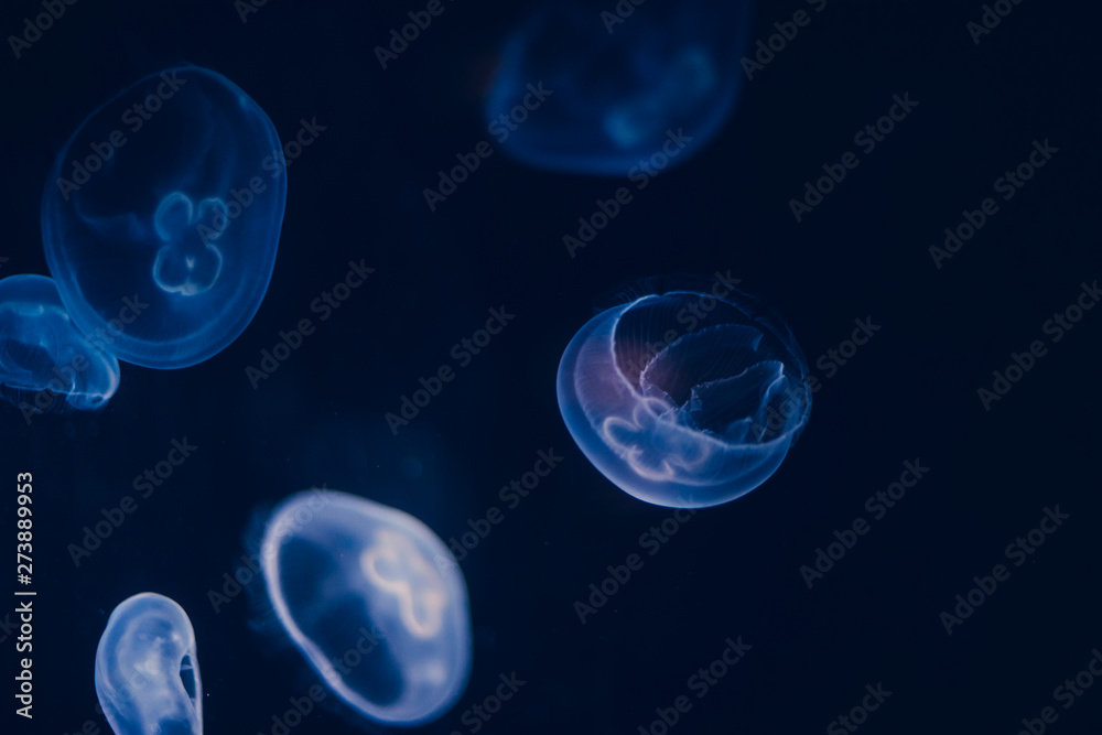 Fototapeta premium Medusa, luminescent group of jellyfish swimming in the bottom of the sea. gelatinous forms