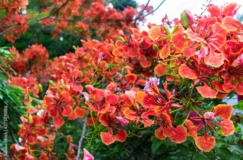 Colorful red flowers of Flam-boyant, The Flame tree, Royal poinciana (Delonix Regia (Hook.) Raf) are blooming on the branches of tree in nature park 