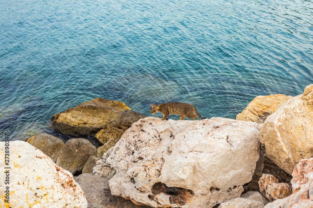 Cat in search for food walks along the rocky shore of sea, hunting fish in beautifu marine landscape. Freedom and wildlife concept. Horizontal color photography. Cat in search for food walks along the rocky shore of sea, hunting fish in beautifu marine landscape. Freedom and wildlife concept. Horizontal color photography.