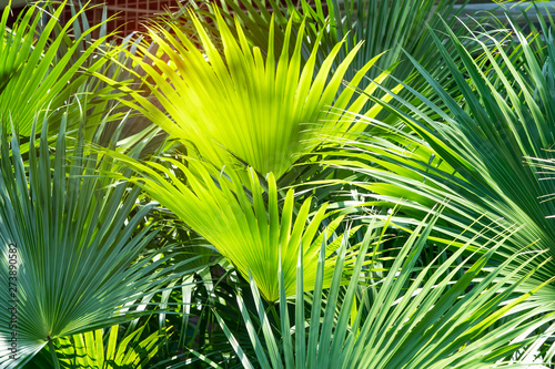 Borassus flabellifer Sugar palm in garden