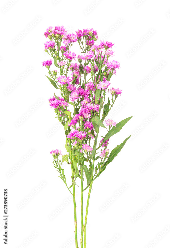 Pink flowers, small flowers on white background Pink flowers, small flowers on white background