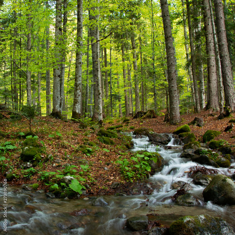 Peaceful forest landscape with small river cascade falls over mossy rocks