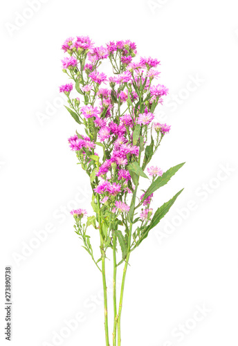 Pink flowers  small flowers on white background