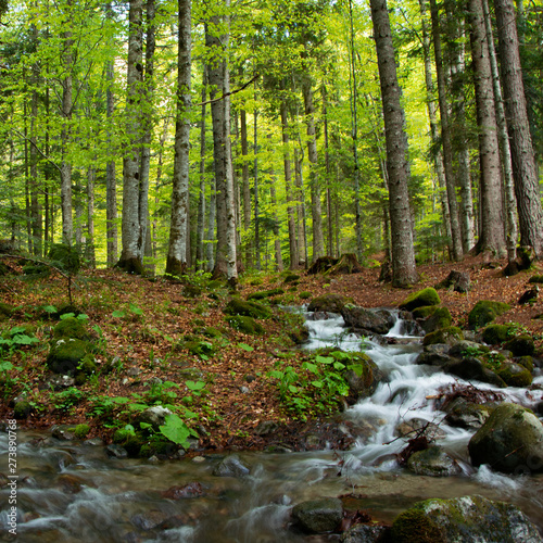 Peaceful forest landscape with small river cascade falls over mossy rocks © 682A_IA