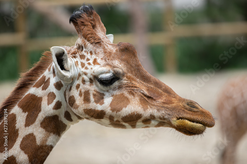 portrait of a giraffe