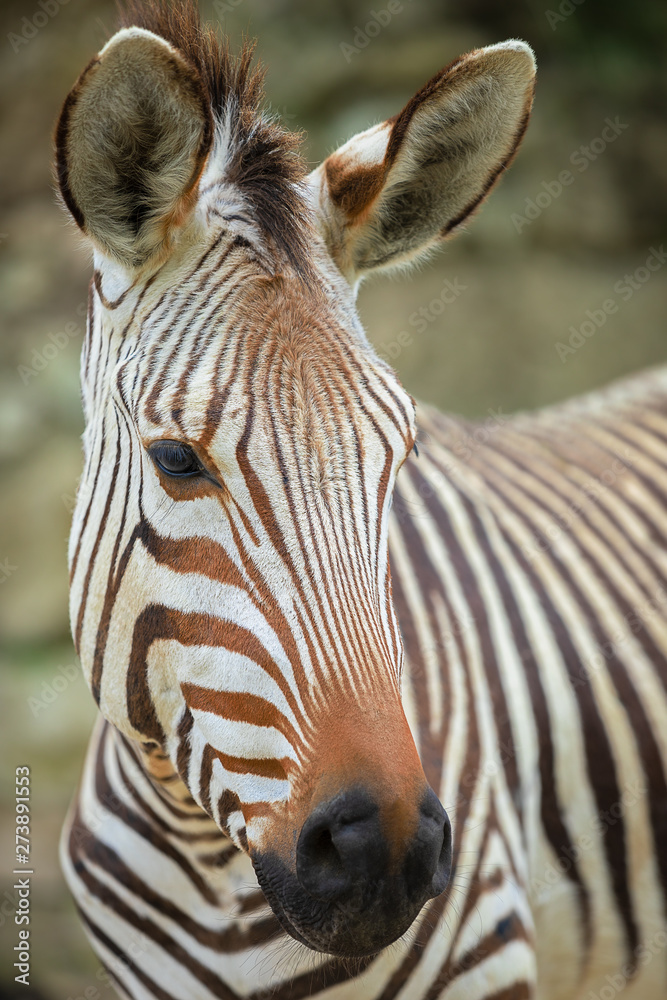 Fototapeta premium close up of a zebra