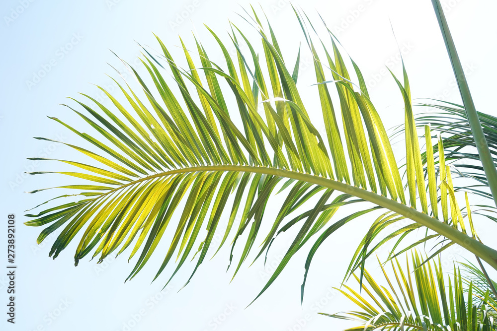 Obraz premium palm tree isolated on white background
