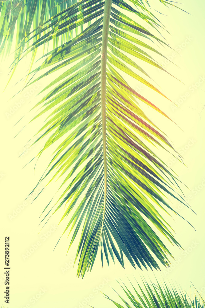 palm tree isolated on white background palm tree isolated on white background