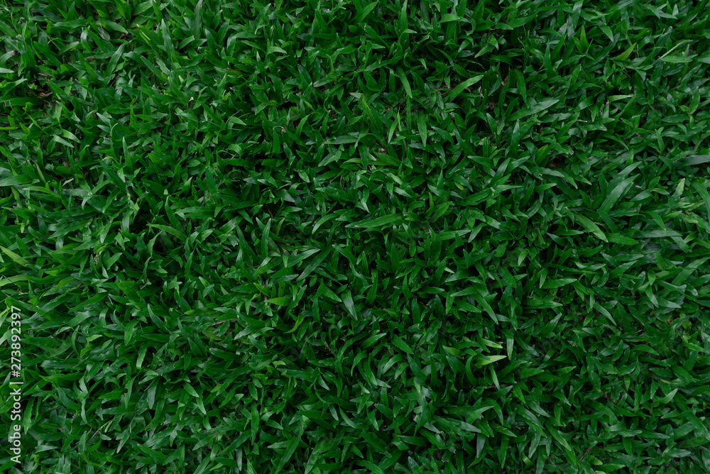 Top view dark green leaves texture Top view dark green leaves texture