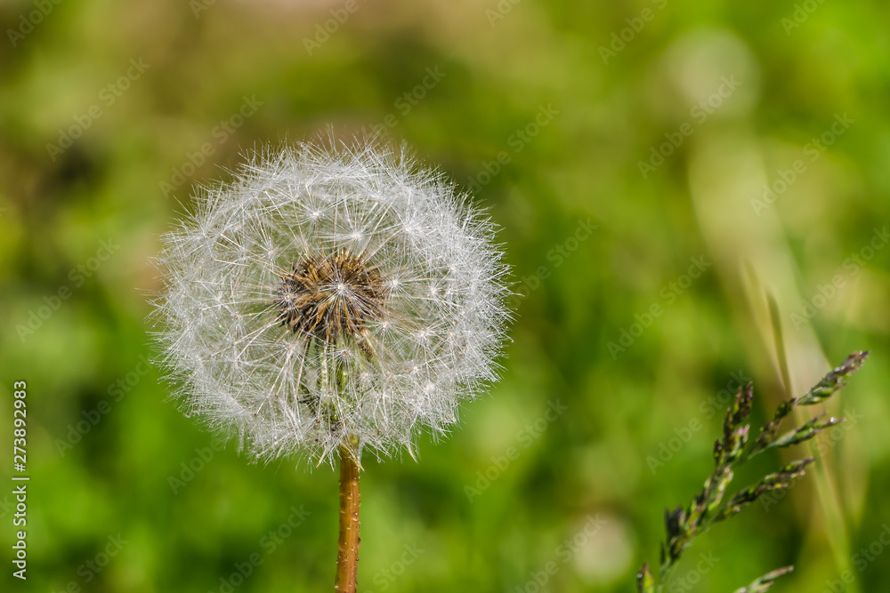 One white fluffy dandelion head with seeds on a beautiful blurred green background One white fluffy dandelion head with seeds on a beautiful blurred green background