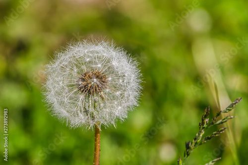 One white fluffy dandelion head with seeds on a beautiful blurred green background