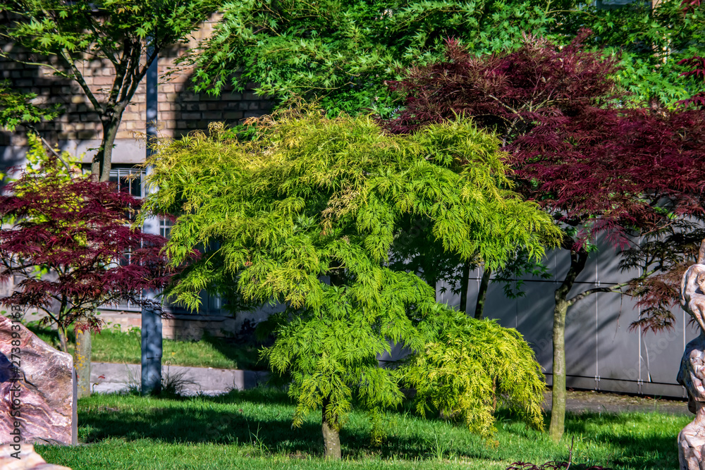 japanese garden in spring