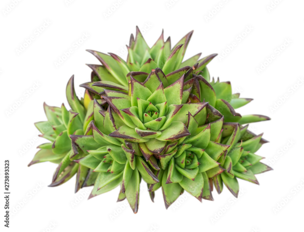 Miniature succulent plants (succulent cactus) isolated on white Miniature succulent plants (succulent cactus) isolated on white