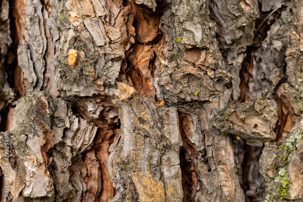 Wood texture Wood texture