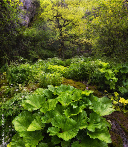 Summer Deep Fairy Forest In Apuseni National Park, Romania. Picturesque Transylvanian Landscape With Mysterious RainForest And Stream. Fairy Elf Forest Creek And Big Bush Of Tussilago Farfara. 