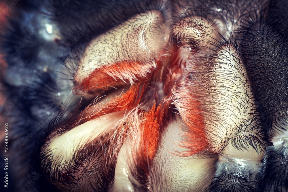 Odessa, Ukraine, may 13, 2019, the tarantula Brachypelma Smithi is resting after a molt, in close-up Odessa, Ukraine, may 13, 2019, the tarantula Brachypelma Smithi is resting after a molt, in close-up