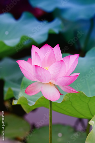 lotus flower plants with green leaves in lake