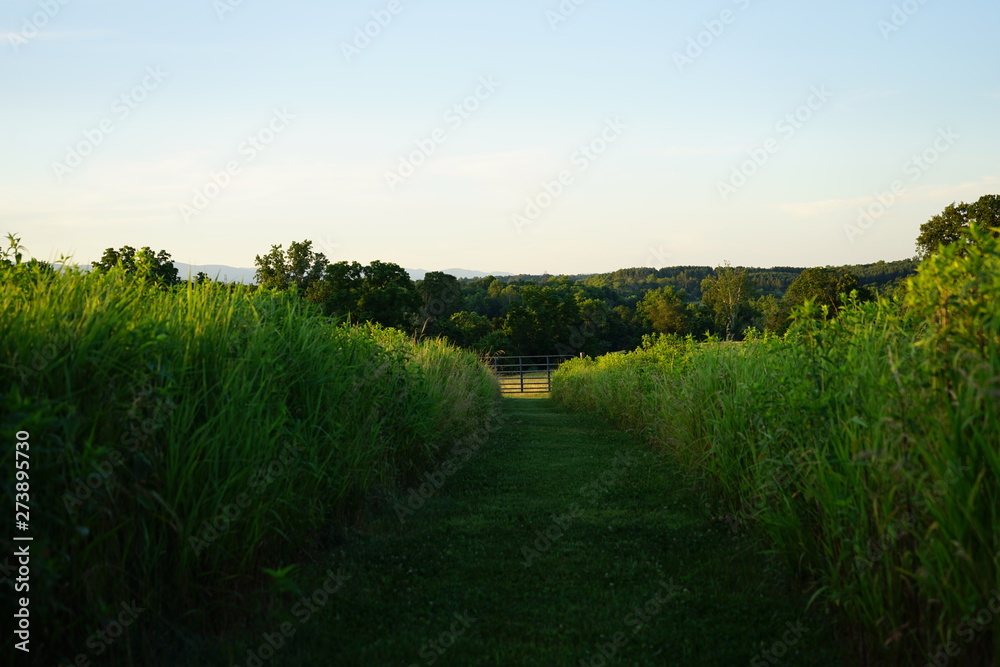 Obraz premium Garden Path of Grass and Low Brush on a Farm