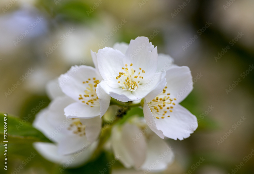 Beautiful blossoming branch of jasmine in garden