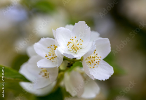 Beautiful blossoming branch of jasmine in garden