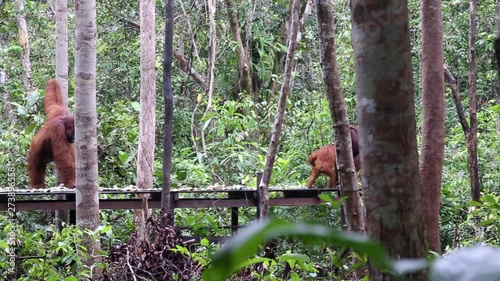 Tanjung Puting National Park, Borneo, Indonesia: a baby orangutan running in his mother arms  and a male orangutan during the afternoon feeding at the first station of the park photo