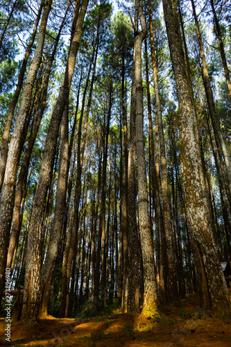The sun shines between pine trees in the morning during spring