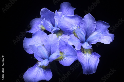 Flower on black background