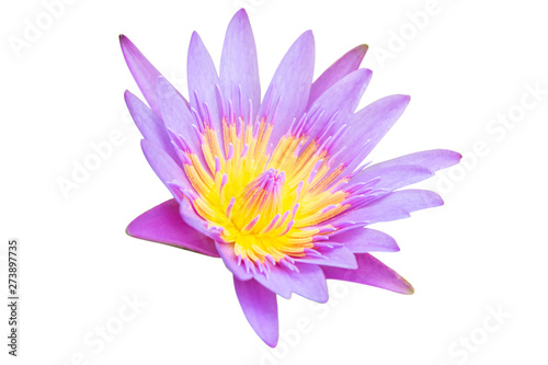 Purple lotus flower isolated on a white background. File contains with clipping path.