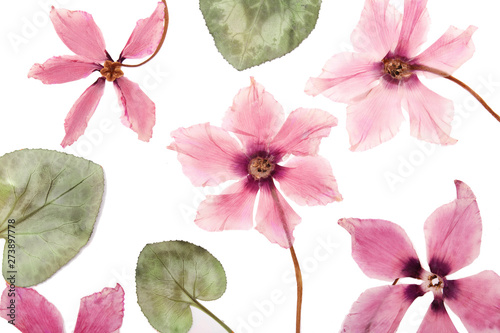 Εκτύπωση καμβά The flowers pink cyclamen dried pressed herbarium