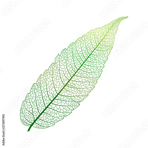 Leaf isolated. Vector illustration. EPS 10