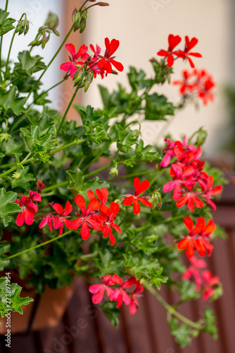 Fototapeta Naklejka Na Ścianę i Meble -  Red geranium ( pelargonium) flowers blooming in a garden
