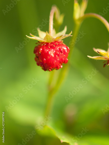  wild ripe strawberry against green background. close up