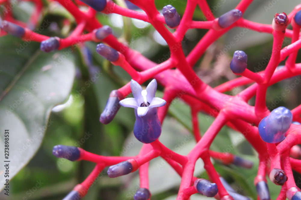 bleeding red flower
