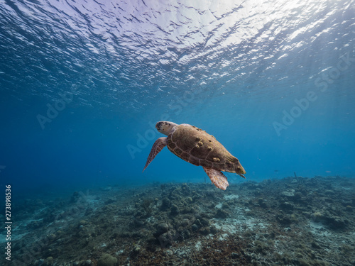 Loggerhead Sea Turtle in coral reef of Caribbean Sea around Curacao © NaturePicsFilms
